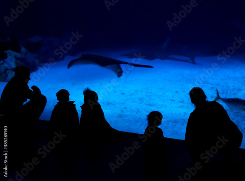 Silhouette of people and families looking into a large fish tank with sharks and stingrays. photo