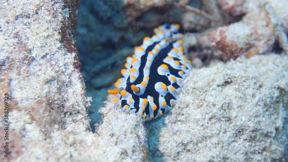 Tiny beautiful nudibranch on the reef in maldives Tiny beautiful nudibranch on the reef in maldives