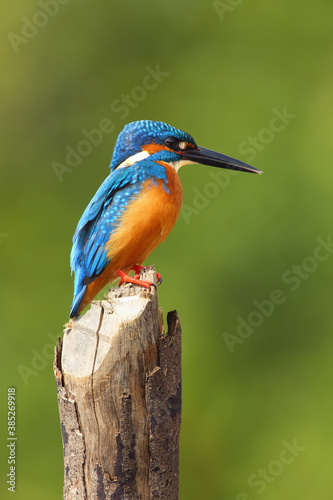 The common kingfisher (Alcedo atthis) also known as the Eurasian kingfisher, and river kingfisher sitting on the stake with green background. Blue kingfisher on a green background.