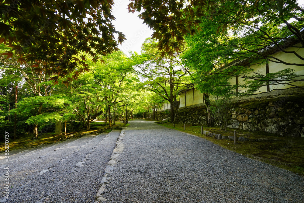 二尊院、青紅葉の馬場 二尊院、青紅葉の馬場