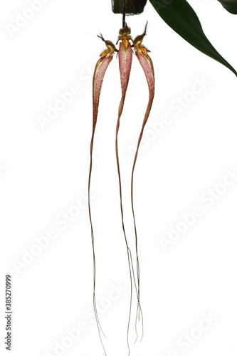 The species orchids is bulbophyllum at nursery in Thailand, White background with beautiful orchids and free space for text. Activities and garden in holiday. photo