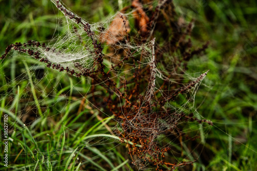 Flowers packed in spider web covered in morning dew.