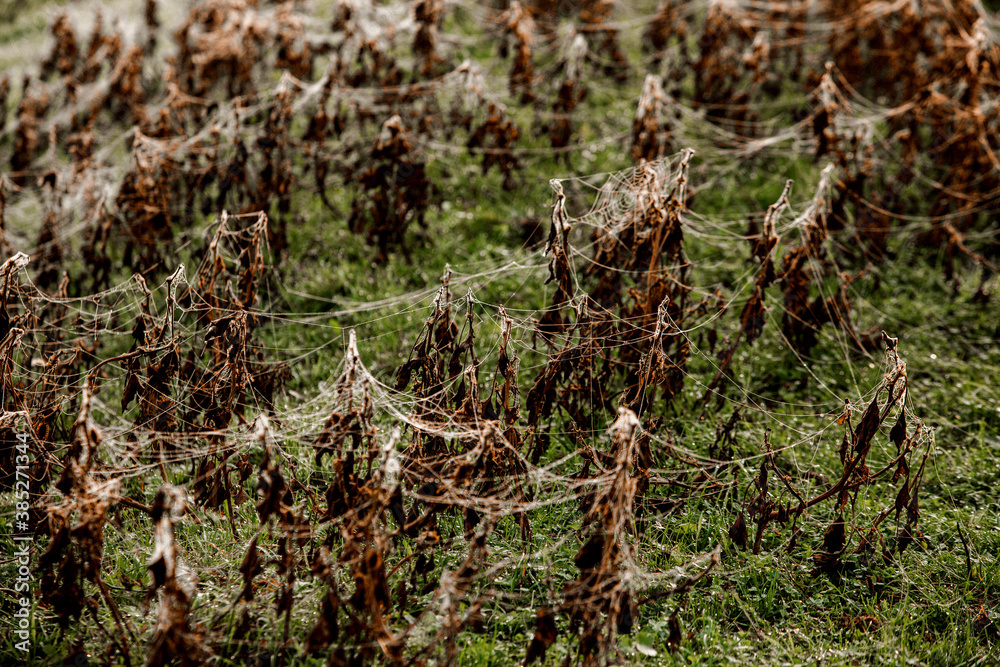 Flowers packed in spider web covered in morning dew. Flowers packed in spider web covered in morning dew.