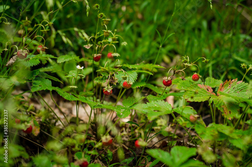 Wild strawberry