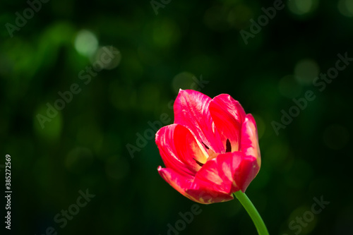 Blooming tulip in the spring garden.