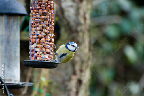 Blue Tit Feeding on Peanuts	