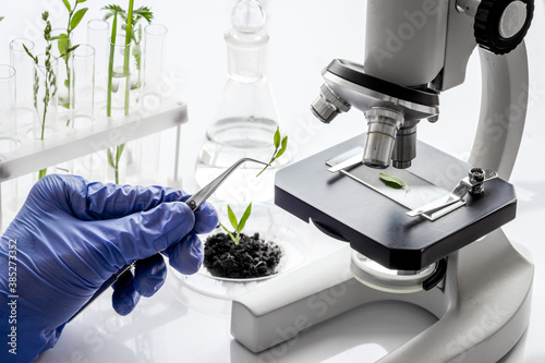 Scientist in gloves doing test with plants and microscope in biological lab