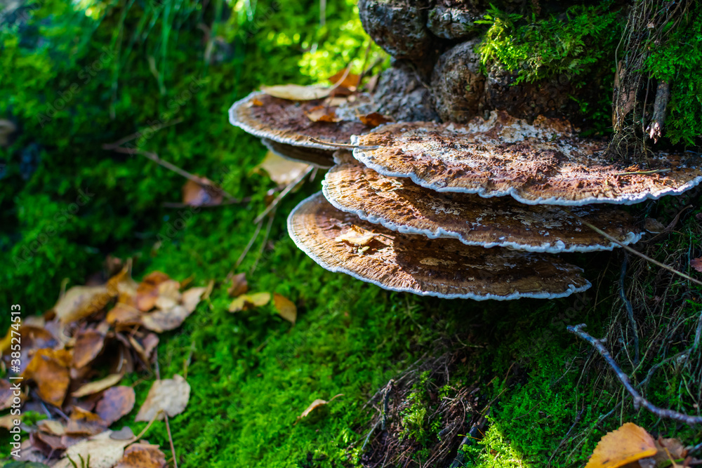 Fototapeta premium mushrooms in the forest