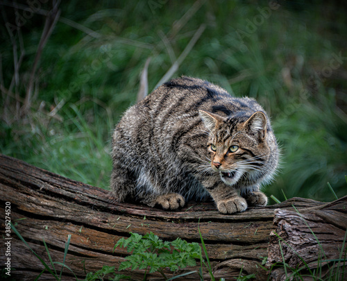 Bild auf Leinwand A Scottish wildcat growling and crouching on a log.