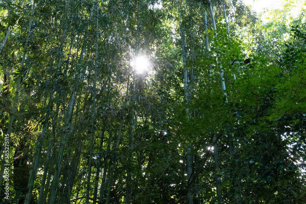 The Mysterious Landscape of Japan's Forests The Mysterious Landscape of Japan's Forests