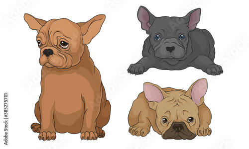 French Bulldog as Domestic Breed Sitting and Lying Vector Set