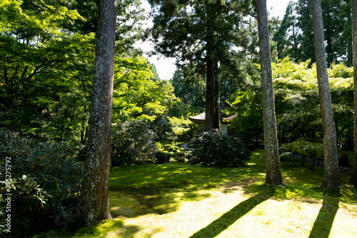 Fototapeta Naklejka Na Ścianę i Meble -  A Japanese garden with a mysterious atmosphere surrounded by moss