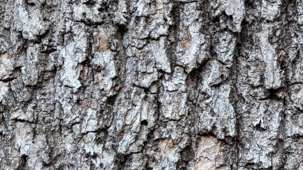 Horse chestnut bark eroded by time, plant of a centuries-old park with grooves, textures and moss on the surface that create a pattern effect. Horse chestnut bark eroded by time, plant of a centuries-old park with grooves, textures and moss on the surface that create a pattern effect.