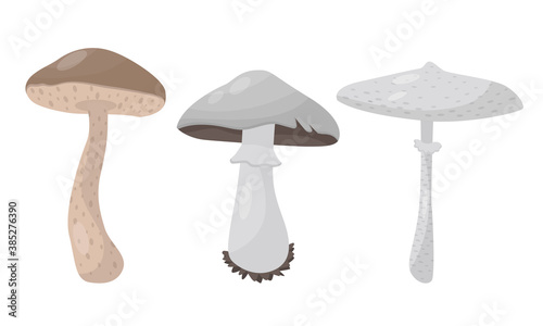 Forest Mushroom or Toadstool with Stem and Cap Isolated on White Background Vector Illustration