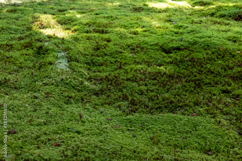 Obraz premium A close-up of green moss growing in a Japanese garden