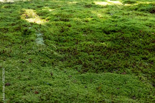 A close-up of green moss growing in a Japanese garden photo