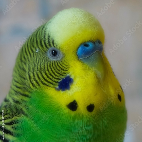 Budgerigar