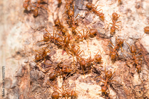 Many red ants were fighting fierce to protect the territory