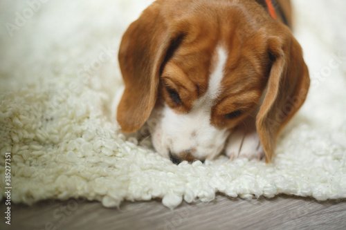 cute beagle puppy lies on the carpet in the room