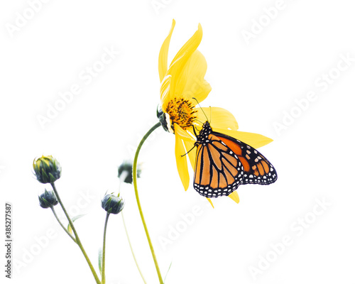 Monarch butterfly perched on a flower in Randall's Island, New York City in October 2020 during Monarch migration photo