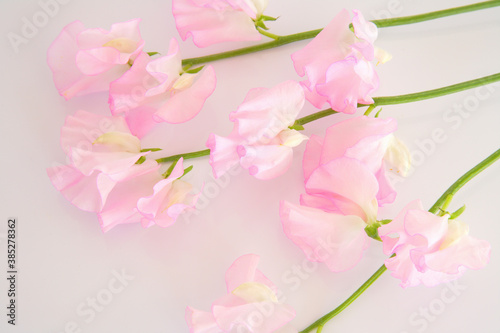 ピンク色のスイトピー © Paylessimages