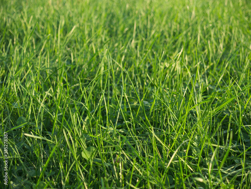 green grass background