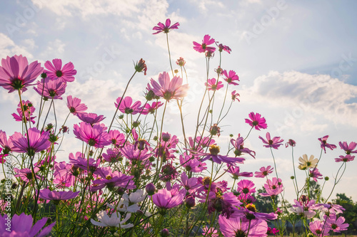 Cosmos flower background and blue sky © NARONG