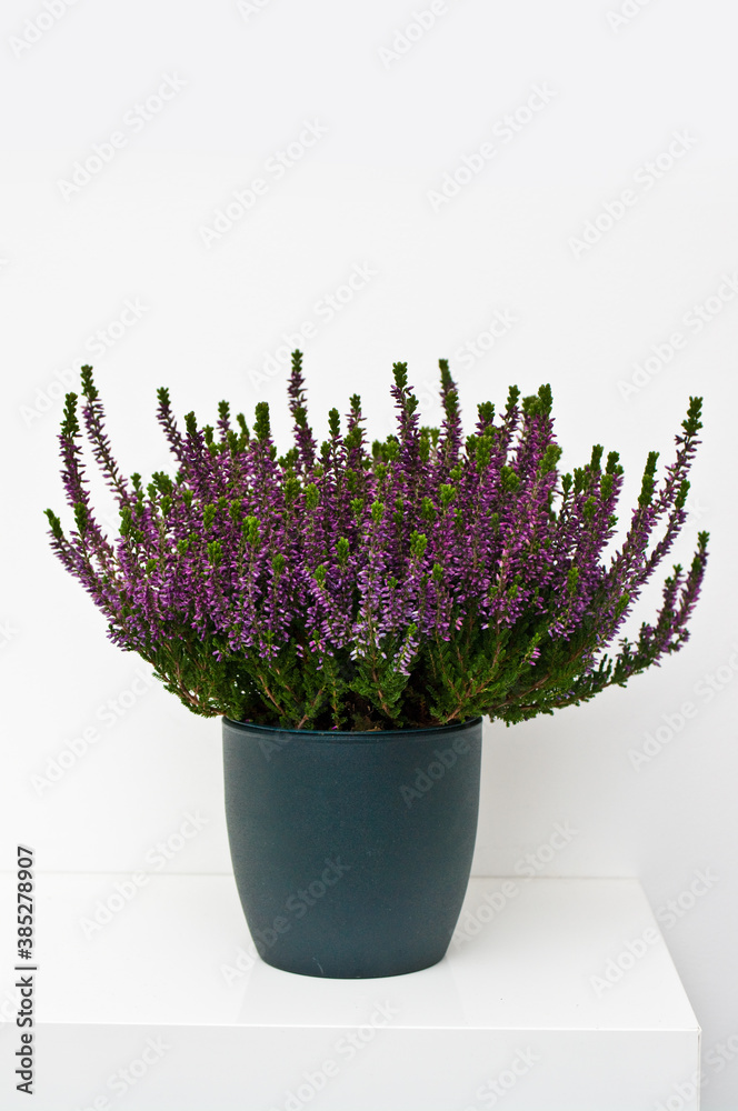 Decorative heather plant in a dark pot standing on a shelf against white wall Decorative heather plant in a dark pot standing on a shelf against white wall
