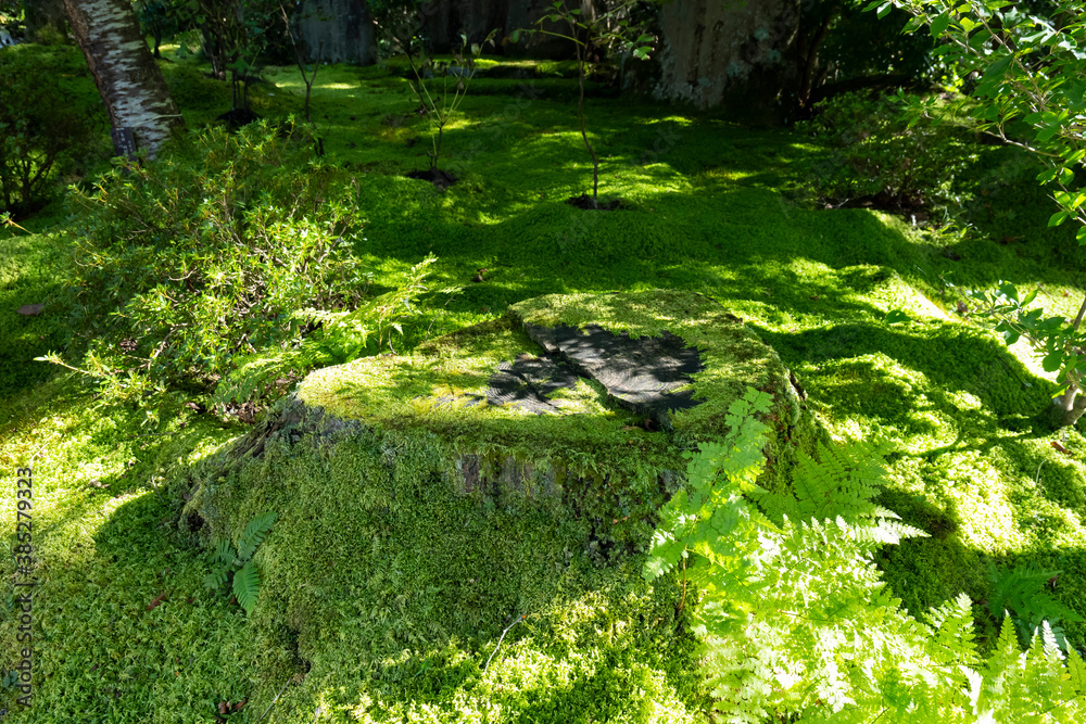 A stump in a mossy forest A stump in a mossy forest