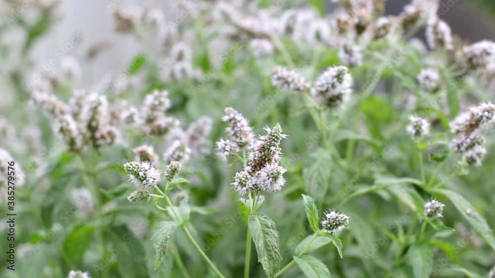 Bushes of mint and lemon balm plant, medicinal soothing plant, background Bushes of mint and lemon balm plant, medicinal soothing plant, background