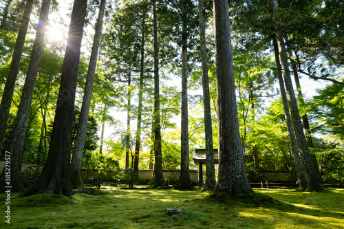 The Japanese garden of a traditional Kyoto temple