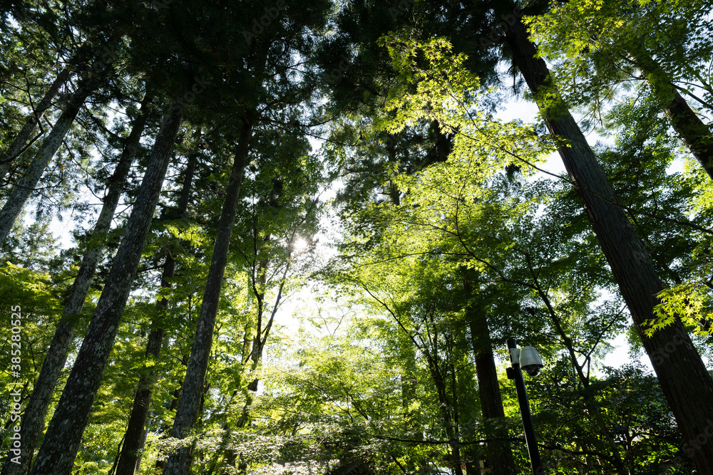 Fototapeta premium The Mysterious Landscape of Japan's Forests