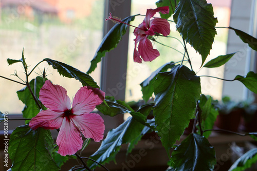 house plant of  hibiscus rosa-sinensis  with pink flower in  pot .