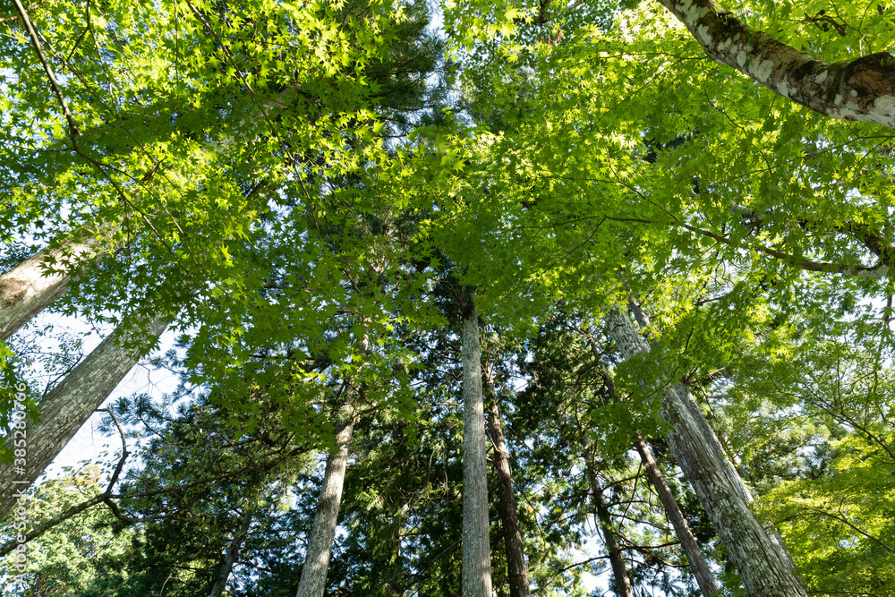 Fototapeta premium The Mysterious Landscape of Japan's Forests