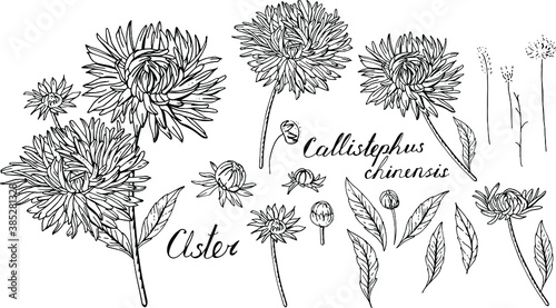 Black and white set with aster flowers. Objects isolated on white background