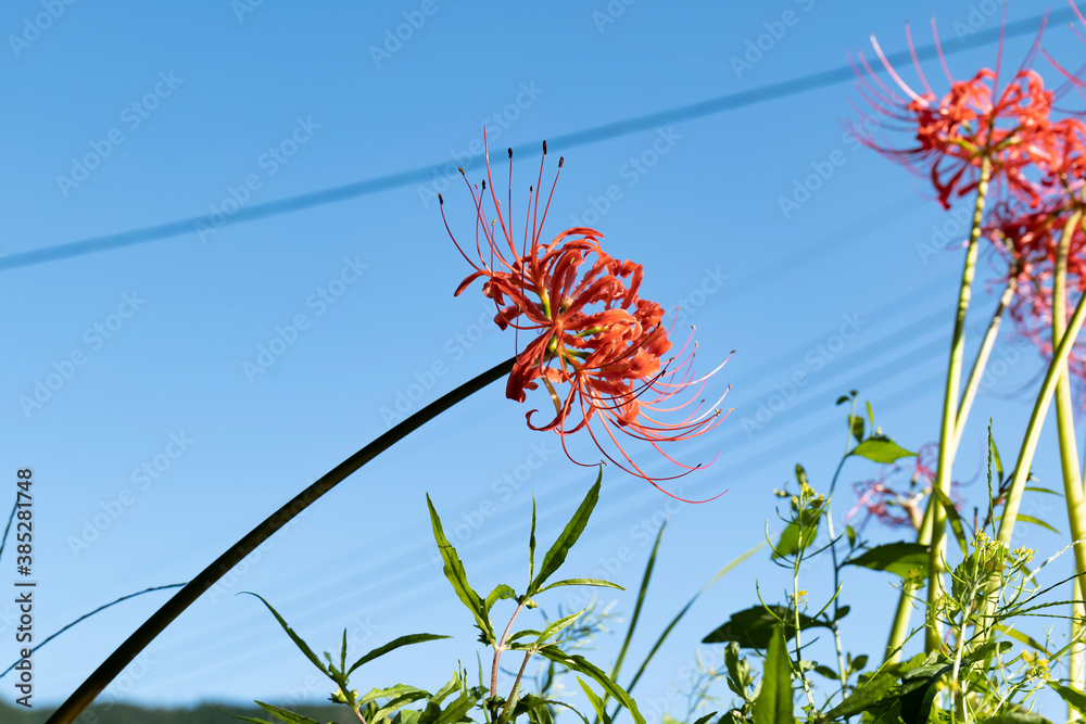 Spider lilies blooming in a desolate farm village Spider lilies blooming in a desolate farm village