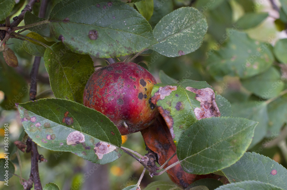 Stockfoto med beskrivningen Organic ugly apples growing on a tree The