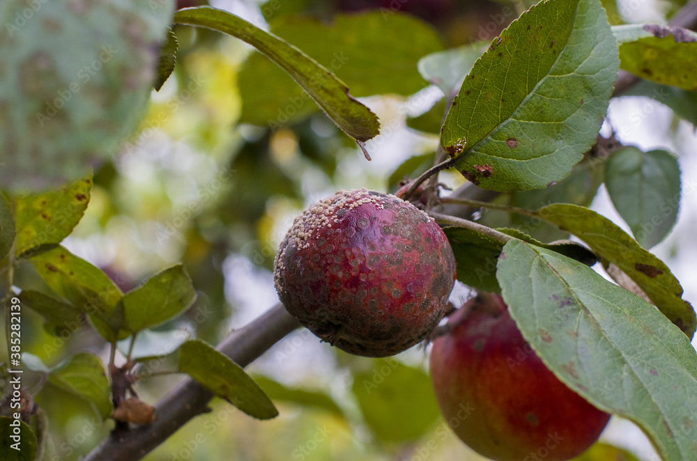 Organic ugly apples growing on a tree The concept of protecting an