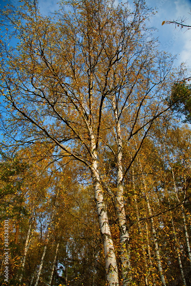 Sunny autumn day in the city park. Sunny autumn day in the city park.
