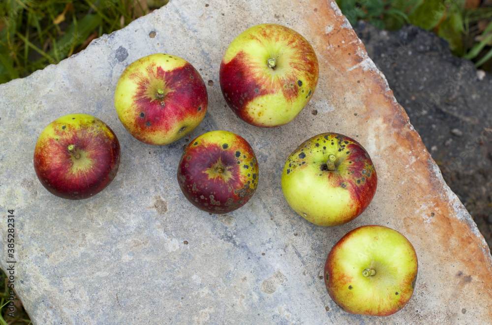 Bad and ugly rotten apples. Concept of ugly food and bad harvest