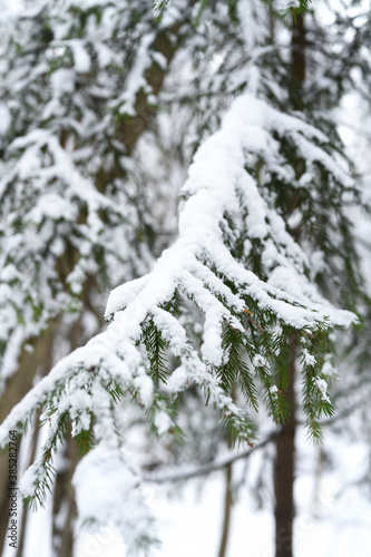 the spruce branch of the christmas tree is covered with snow in the snowy winter forest