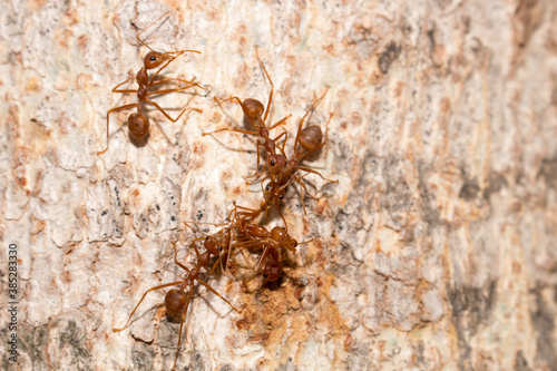 Many red ants were fighting fierce to protect the territory