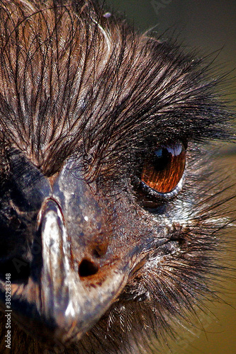 Emu close up in Australia