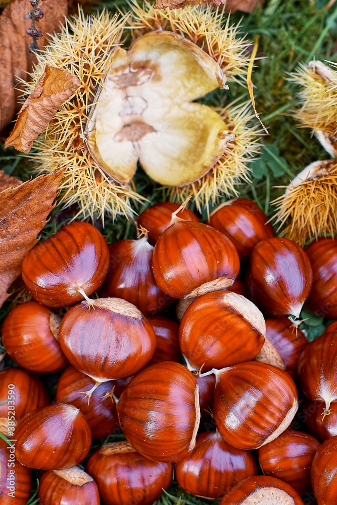 Castanea sativa with the spiny cupules and autumn leafs; autumn time; Vertical format Castanea sativa with the spiny cupules and autumn leafs; autumn time; Vertical format
