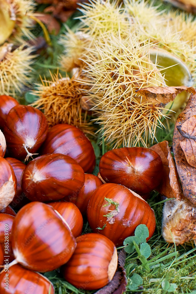 Castanea sativa with the spiny cupules and autumn leafs; autumn time; Vertical format Castanea sativa with the spiny cupules and autumn leafs; autumn time; Vertical format