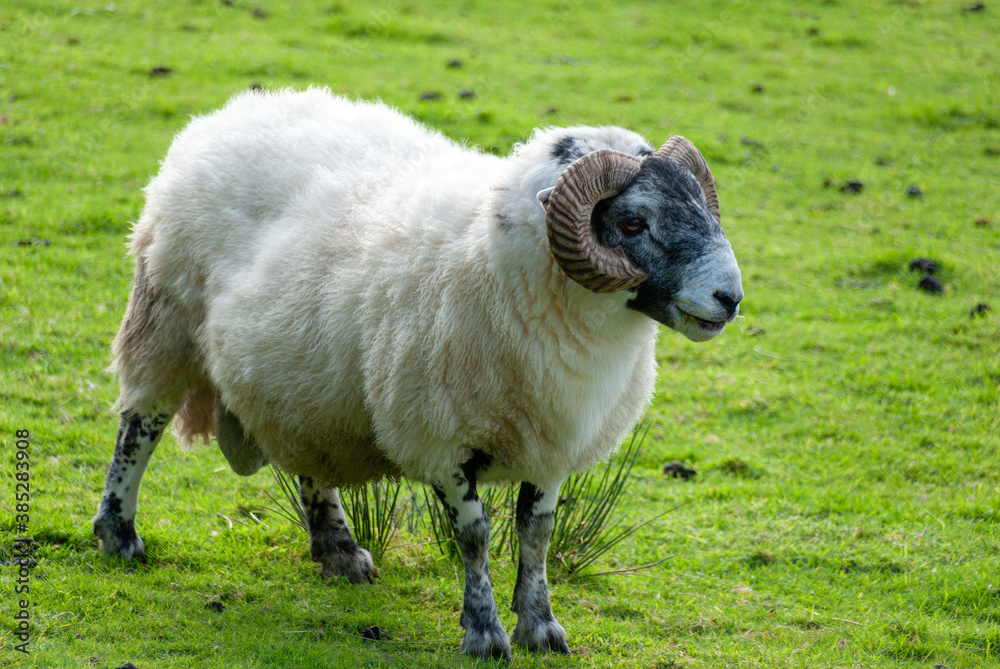 Fototapeta premium A Scottish Blackface ram with thick ridged and curving horns, white fleece, and black and white speckled legs, stands in a close-cropped pasture 45 degrees head on to the camera