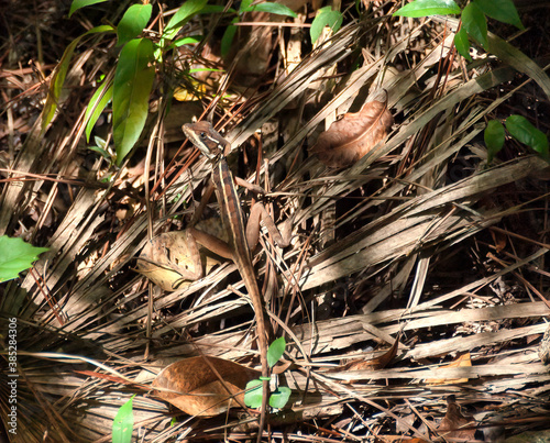 A young brown baselisk lizard, caged in shadows, crouches on the fronds of a dead palm leaf in the undergrowth of a central american jungle its back to the camera head turned one eye towards camera