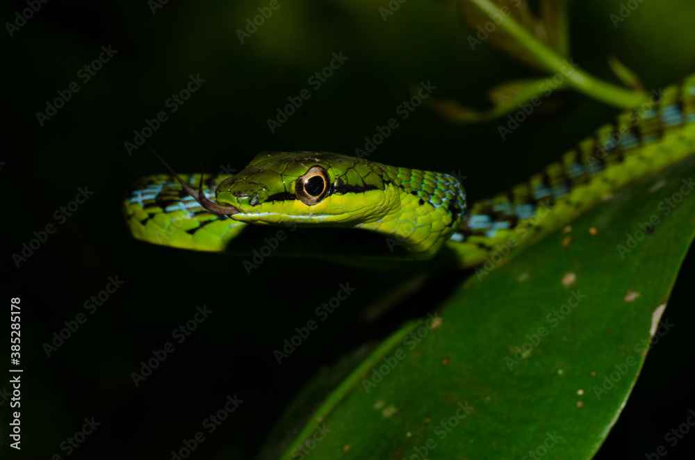 Close up of a beautiful green snake from Andaman and Nicobar islands. Close up of a beautiful green snake from Andaman and Nicobar islands.