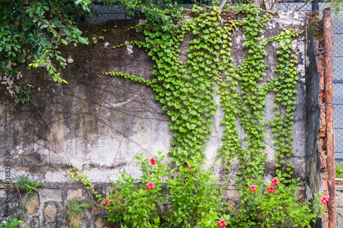 Fototapeta Naklejka Na Ścianę i Meble -  Grunge rustic wall with green ivy climbing on it.