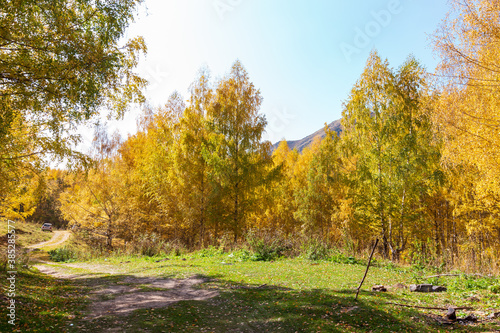 Autumn landscape. Beautiful birch trees. Walk in the birch forest. Natural background. Place to insert text. © Alwih